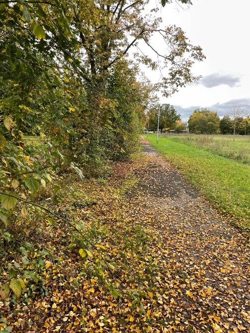 Bild Radweg