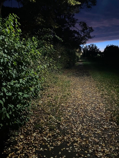 Bild Radweg 19.00 Uhr, Bewuchs zum Fußweg